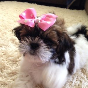 Meet your Posher, Kim