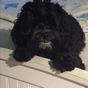 Meet your Posher, Sandy