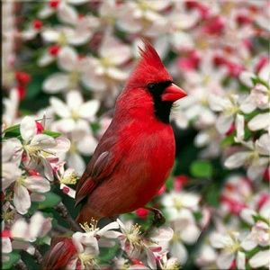 Meet your Posher, Rosa