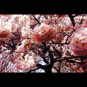 Meet your Posher, Julia