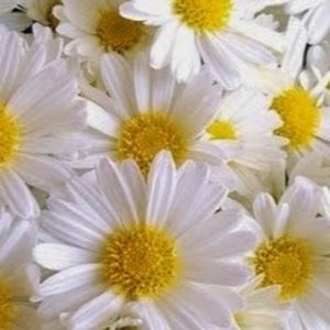 Meet your Posher, Madeline