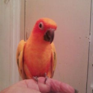 Meet your Posher, Lizzy