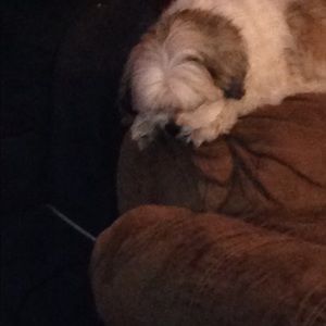 Meet your Posher, Tara