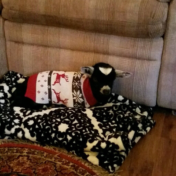 Meet your Posher, Angela