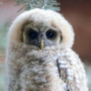 Meet your Posher, Debbie