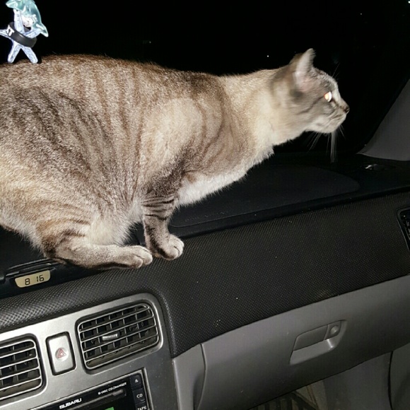 Meet your Posher, Mirnesa - Picture 1 of 1