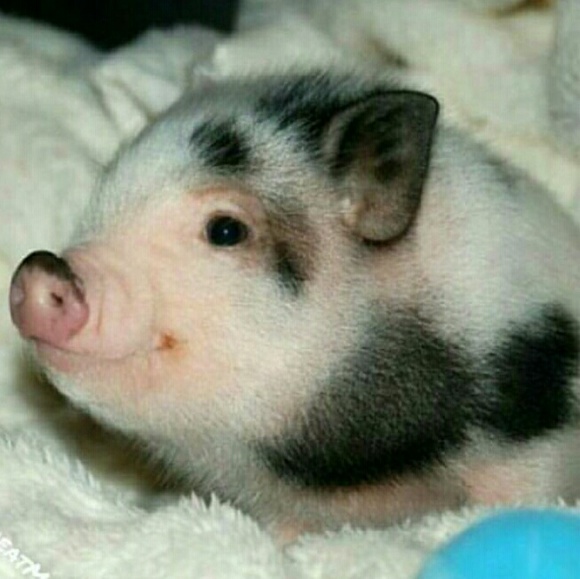 Meet your Posher, Stassy - Picture 1 of 1