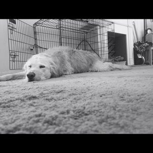 Meet your Posher, Davida