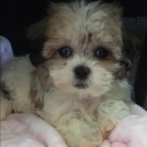 Meet your Posher, Bailey