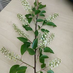 Meet your Posher, Noah