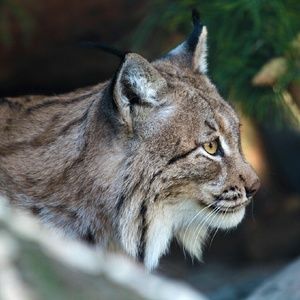 Meet your Posher, Sandy