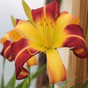 Meet your Posher, Paula