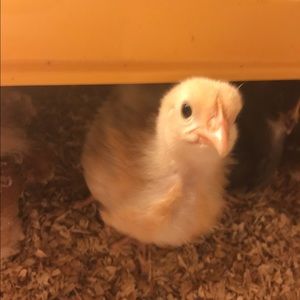 Meet your Posher, Michelle