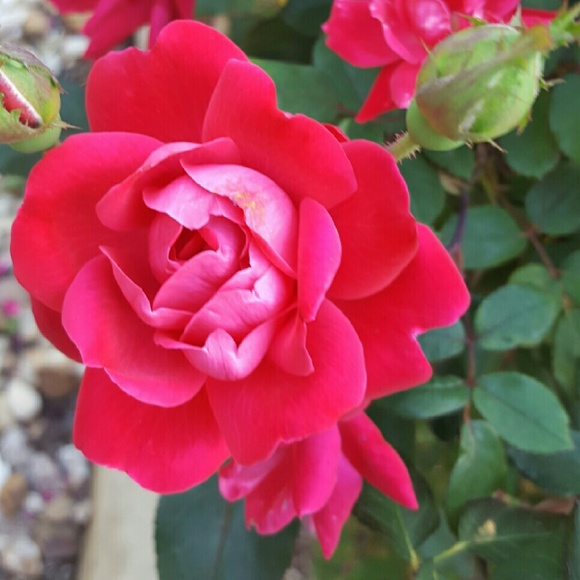 Meet your Posher, Christina - Picture 1 of 1