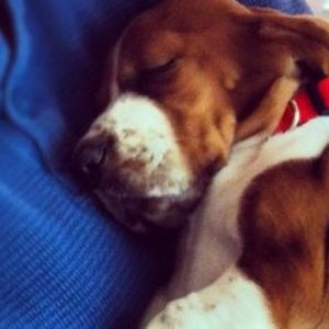 Meet your Posher, Baily