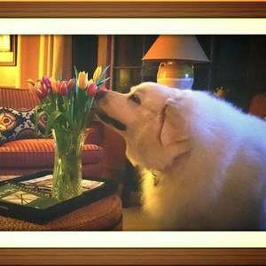 Meet your Posher, Rebecca