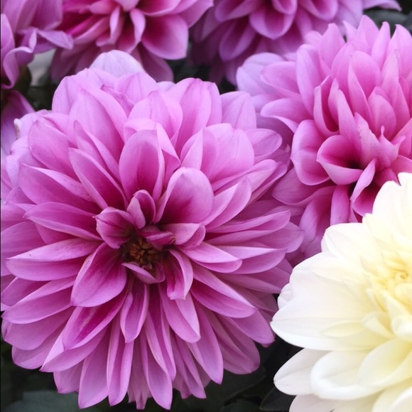 Meet your Posher, Yormeri