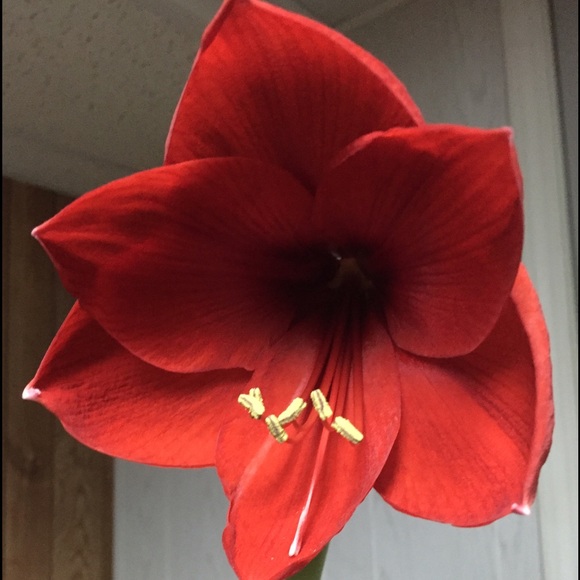 Meet your Posher, RK - Picture 2 of 2