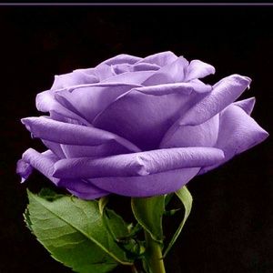 Meet your Posher, Carolyn