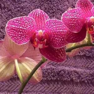 Meet your Posher, Janet