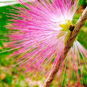 Meet your Posher, Emeline