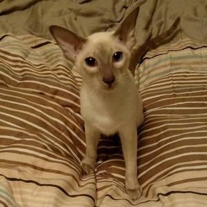 Meet your Posher, Gretchen