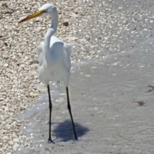 Meet your Posher, June