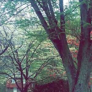 Meet your Posher, Lacey