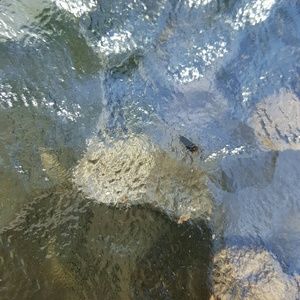 Meet your Posher, Renee