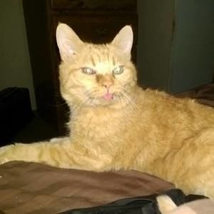 Meet your Posher, Dawn