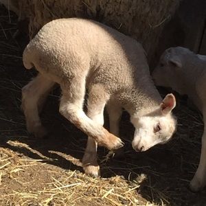 Meet your Posher, Grace