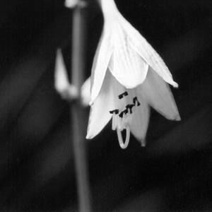 Meet your Posher, Nikki