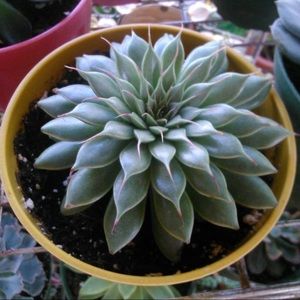 Meet your Posher, Wanda