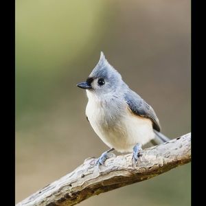 Meet your Posher, Linda