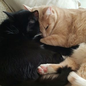 Meet your Posher, Cryatal