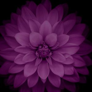 Meet your Posher, Lorraine