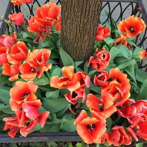 Meet your Posher, Joy