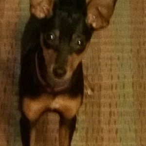 Meet your Posher, Robin