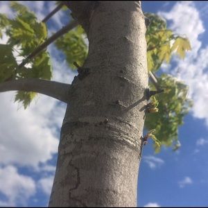 Meet your Posher, Dami