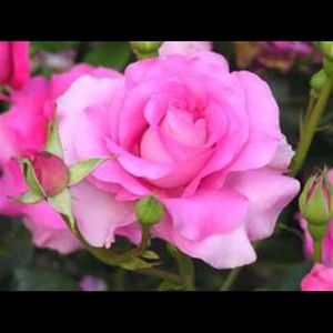 Meet your Posher, Teressa