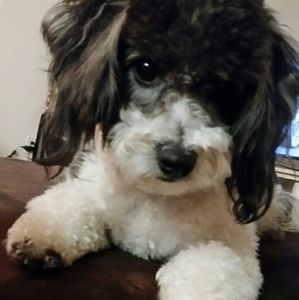 Meet your Posher, Lan