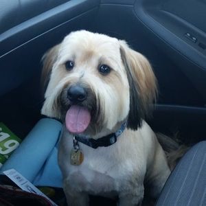 Meet your Posher, Misty