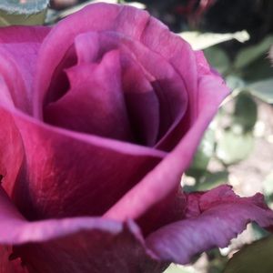 Meet your Posher, Yolanda