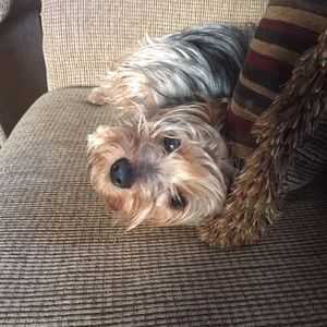 Meet your Posher, Diana