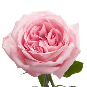 Meet your Posher, Luxebylaur