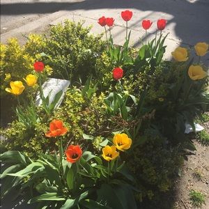 Meet your Posher, Hsin wen