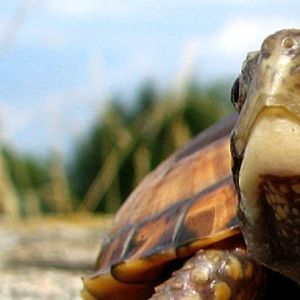 Meet your Posher, Sheila