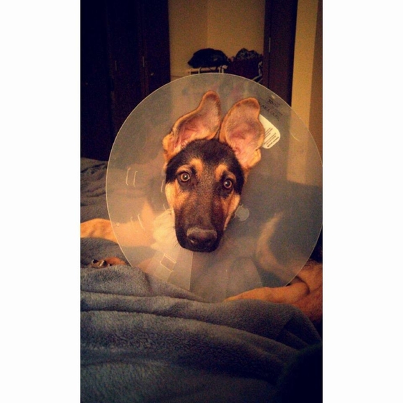 Meet your Posher, Ilina