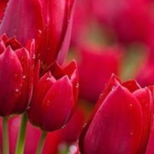 Meet your Posher, Alexandra