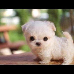 Meet your Posher, Abbie